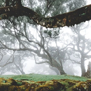 Century old bay trees in Laurissilva Forest of Fanal under the foggy sky, Madeira island