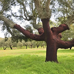 A century old cork tree in the Herdade de Monte Novo de Palma. Alentejo, Portugal