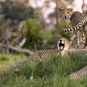 Cheetah family, Okavango Delta, Moremi Game Reserve, Botswana
