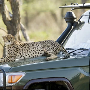 Cheetah sitting on safari vehicle, Serengeti, Tanzania