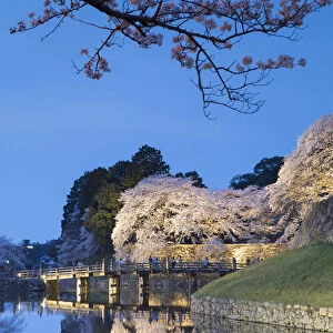 Cherry blossom and bridge at Hikone Castle at dusk, Hikone, Kansai, Japan