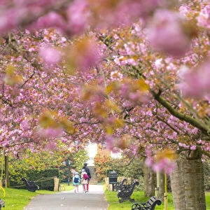 Cherry blossom, Greenwich Park, London, England, UK