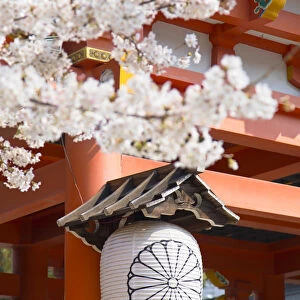 Cherry blossom at Ikuta Jinja shrine, Kobe, Kansai, Japan