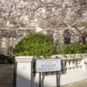 Cherry blossom, Notting Hill, London, England, UK