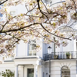 Cherry blossom, Notting Hill, London, England, UK
