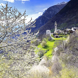 Cherry blossom in Soglio, Val Bregaglia(Bregaglia Valley), Graub√ºnden, Switzerland