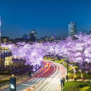 Cherry blossom at Tokyo Midtown, Roppongi, Japan
