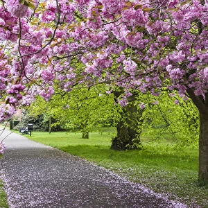 Cherry blossoms in Greenwich Park, London, England