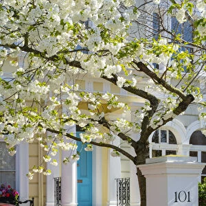 Cherry tree in blossom, Notting Hill, London, England, UK