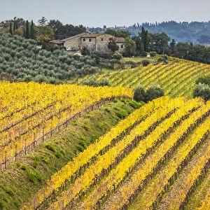 Chianti vineyards during autumn, Castellina in Chianti, Florence province, Tuscany, Italy