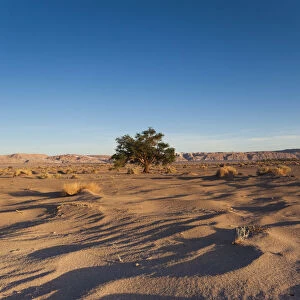 Chile, Atacama Desert, San Pedro de Atacama, Aldea de Tulor, desert tree