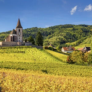 Church & Vineyards in Autumn, Hunawihr, Alsace, France