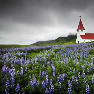 Church in Wild Lupins, Vik, Iceland