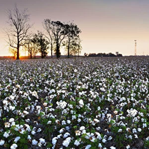 Clarksdale, Mississippi, Cotton Field, Delta, Sunrise