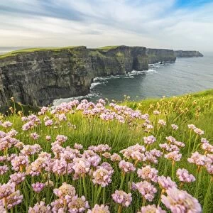 Cliffs of Moher with flowers on the foreground. Liscannor, Munster, Co. Clare, Ireland
