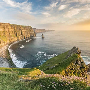Cliffs of Moher at sunset, with flowers on the foreground