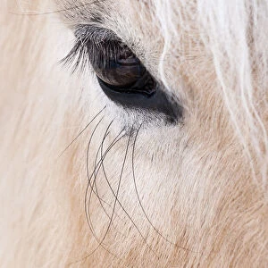 Close-up of a horses eye, Lapland, Finland