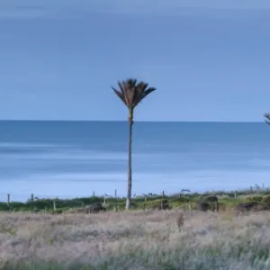 Coastal Nikau Stand, Karamea, West Coast, South Island, New Zealand