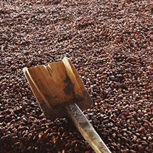 Cocoa (cacao) beans being dried, Kalitakir Plantation, Kalibaru, Java, Indonesia
