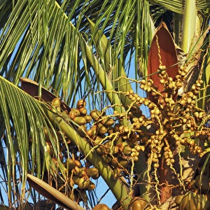 Coconut palm - Maldives, South Male Atoll, Mahaanaelhihuraa - Rihiveli