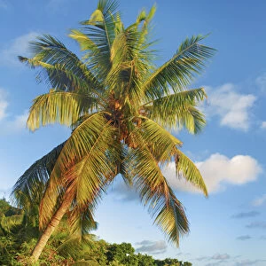 Coconut palm at rocky coast - Seychelles, Praslin, Anse Bateau - Indian Ocean