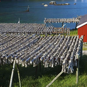 Cod drying on racks, Moskenes, Moskenesoy, Lofoten, Nordland, Norway