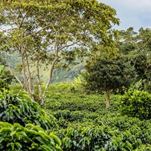 Coffee Field, San Agustin, Huila Department, Colombia