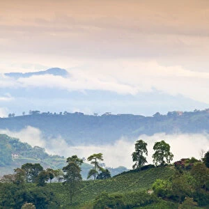 Colombia, Caldas, Manizales, Chinchina, Coffee plantation at Hacienda de Guayabal