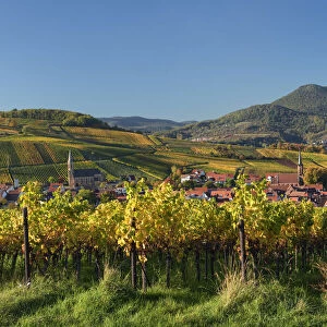 Colored vineyards in autumn near Birkweiler, Southern Wine route, South Palatine, Rhineland-Palatine, Germany