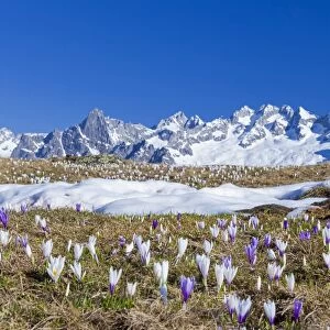 Colorful Crocus in meadows framed by snowy peaks Alpe Granda Sondrio province Masino