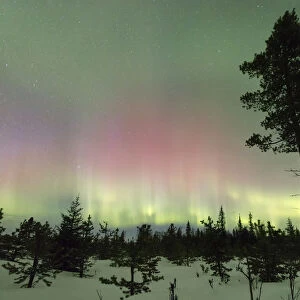 Colorful lights of the Aurora Borealis and starry sky on the snowy woods Levi Sirkka
