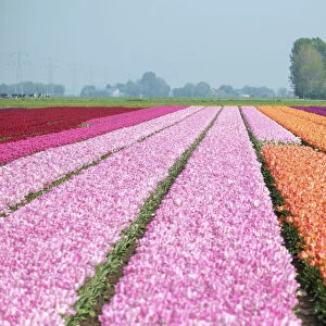 Colorful tulip fields near village of Ursem, North Holland, Netherlands