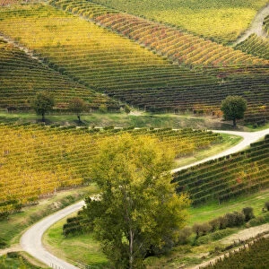 Coloured foliage vineyards in Barbaresco, Piedmont, Italy