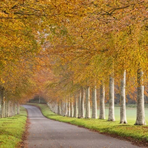 Colourful tree lined avenue in autumn, Dorset, England. Autumn (November) 2014