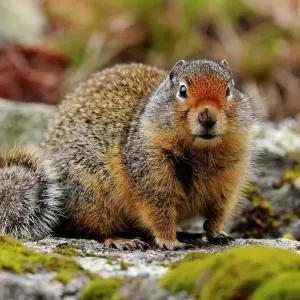 Columbia Ground Squirrel (Urocitellus columbianus), Clearwater National Forest, Idaho, USA