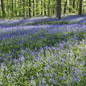 Common bluebell in beech forest - Germany, North Rhine-Westphalia, Cologne, Duren