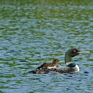 Common loon (Gavia immer) with chick on Cassels Lake Temagami, Ontario, Canada