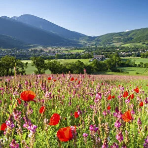 Common poppies and wild flowers in farmland in the Valnerina near Campi