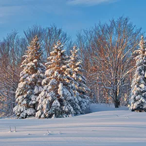 Coniferous (evergreen) trees on Brackenridge Road covered in snow. Bracebridge, Ontario, Canada