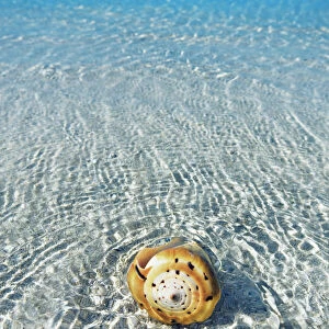 Conus snail in tropical lagoon - Maldives, South Male Atoll, Mahaanaelhihuraa - Rihiveli