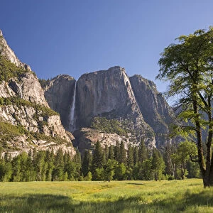 Cooks Meadow and Yosemite Falls, Yosemite Valley, California, USA. Spring (June) 2015
