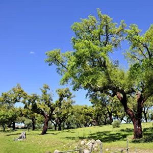 Cork tree in Alentejo. Portugal is the world leader of cork production