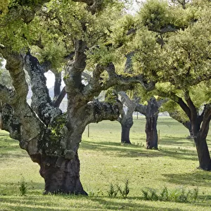 Cork trees in Aguas de Moura, Palmela. Portugal is the world