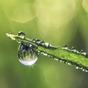 Corn and dewdrops - Germany, Bavaria, Upper Bavaria, Munich, Taufkirchen