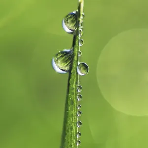 Corn and dewdrops - Germany, Bavaria, Upper Bavaria, Munich, Taufkirchen