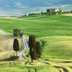 Corn field and cypresses - Italy, Tuscany, Siena, Val d Orcia, Pienza, Terrapille