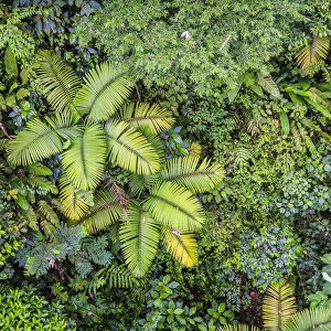 Costa Rica, Central Highlands, Arenal National Park, Rainforest