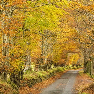 Country Lane in Autumn, Glen Lyon, Perth & Kinross, Scotland