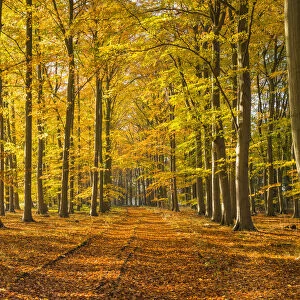 Country Lane in Autumn, Thetford Forest, Norfolk, England