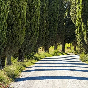 Country Lane Through Cypress Trees, Tuscany, Italy